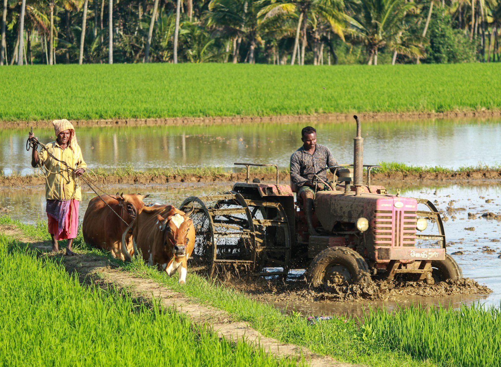 Paddy fields being ploughed, the source of rice for rice mills